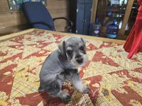 Mr.Beans, a male Miniature Schnauzer for sale in Blanchard, OK – 2 of 3