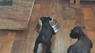 Bear, a male Miniature Schnauzer for sale in Blanchard, OK – 2 of 2
