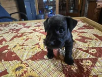 Chin whiskers , a male Miniature Schnauzer for sale in Blanchard, OK – 2 of 2