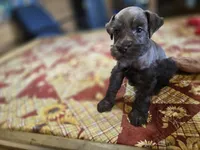 Little brown Sissy, a female Miniature Schnauzer for sale in Blanchard, OK – 1 of 2