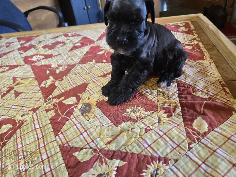 Bear – Miniature Schnauzer puppy for sale in Blanchard, OK