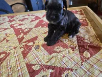 Bear, a male Miniature Schnauzer for sale in Blanchard, OK – 1 of 2