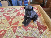 Bear, a male Miniature Schnauzer for sale in Blanchard, OK – 2 of 2
