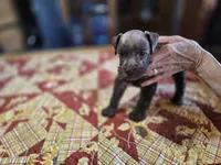 Little brown Sissy, a female Miniature Schnauzer for sale in Blanchard, OK – 2 of 2