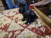 Two socks, a male Miniature Schnauzer for sale in Blanchard, OK – 2 of 2
