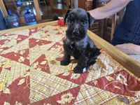 Two socks, a male Miniature Schnauzer for sale in Blanchard, OK – 1 of 2