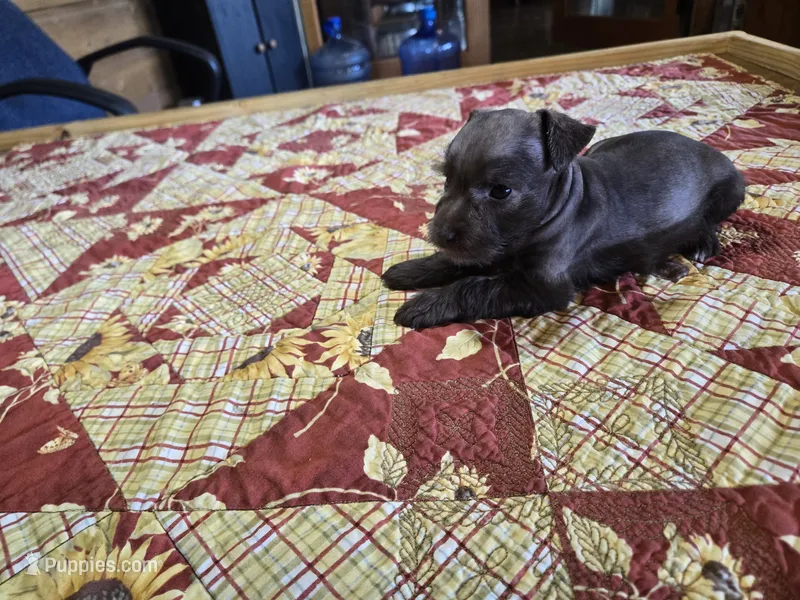 Princess – Miniature Schnauzer puppy for sale in Blanchard, OK