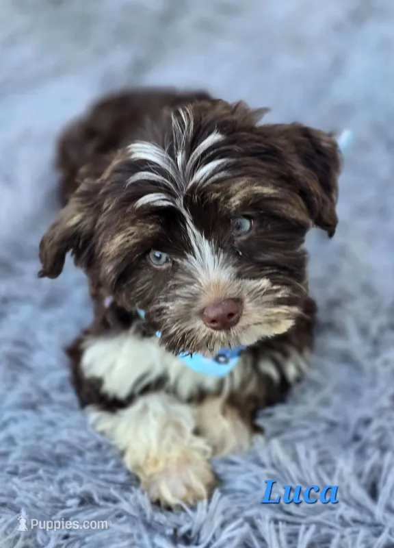 Luca – Yorkshire Terrier puppy for sale in Goldsboro, NC