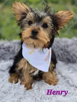Henry, a male Yorkshire Terrier for sale in Goldsboro, NC – 1 of 4