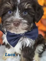 Luca, a male Yorkshire Terrier for sale in Goldsboro, NC – 4 of 4