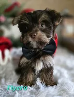 Fiyero, a male Yorkshire Terrier for sale in Goldsboro, NC – Photo 2 of 3