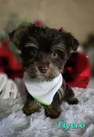 Fiyero, a male Yorkshire Terrier for sale in Goldsboro, NC – Photo 3 of 3