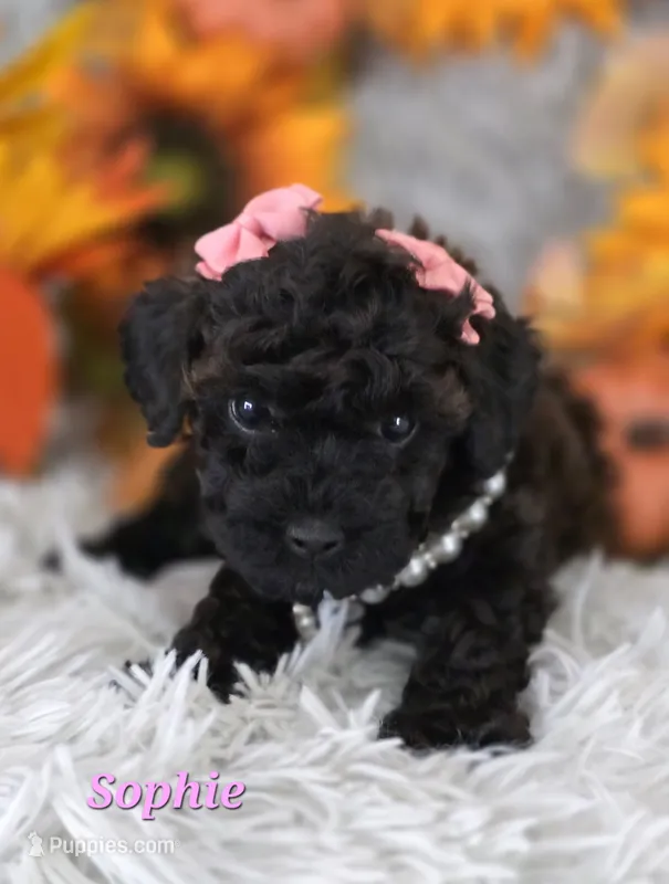 Sophie – Poodle - Toy  puppy for sale in Goldsboro, NC