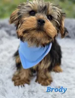Brody, a male Yorkshire Terrier for sale in Goldsboro, NC – 1 of 3