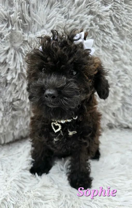 Sophie – Poodle - Toy  puppy for sale in Goldsboro, NC