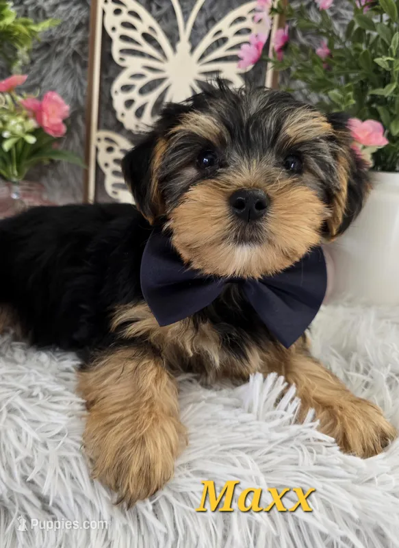 Maxx – Yorkshire Terrier puppy for sale in Goldsboro, NC