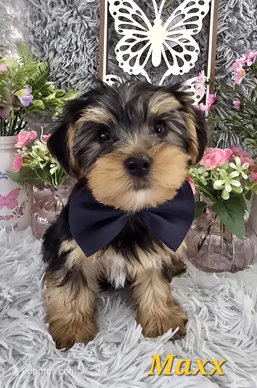 Maxx – Yorkshire Terrier puppy for sale in Goldsboro, NC