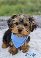 Brody, a male Yorkshire Terrier for sale in Goldsboro, NC – 3 of 3