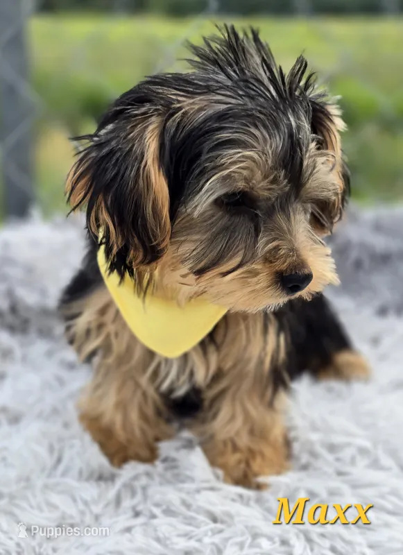 Maxx – Yorkshire Terrier puppy for sale in Goldsboro, NC