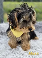 Maxx, a male Yorkshire Terrier for sale in Goldsboro, NC – 1 of 3