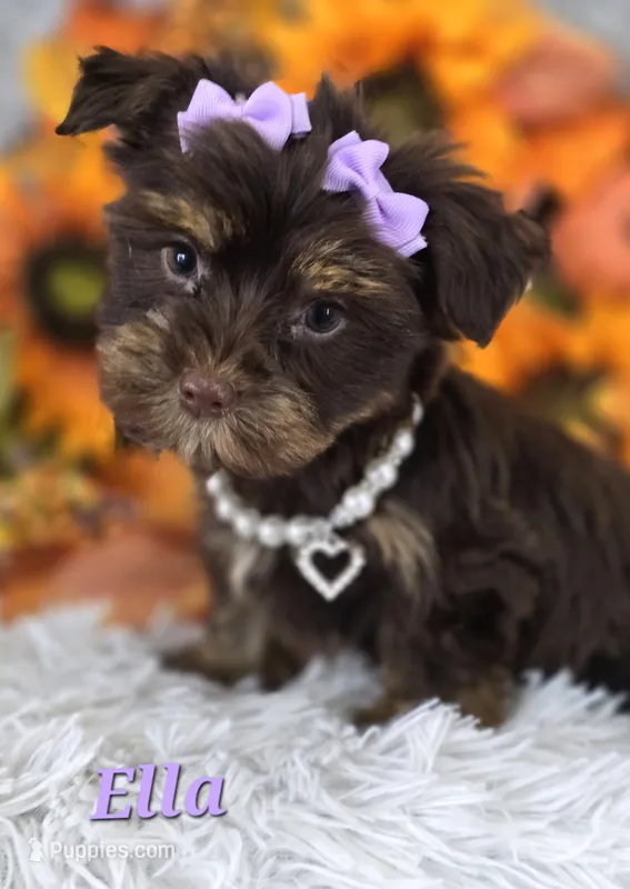 Ella – Yorkshire Terrier puppy for sale in Goldsboro, NC