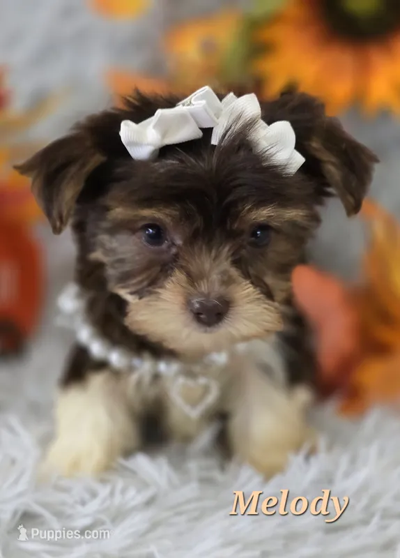 Melody – Yorkshire Terrier puppy for sale in Goldsboro, NC