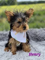 Henry, a male Yorkshire Terrier for sale in Goldsboro, NC – 4 of 4