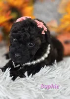 Sophie, a female Poodle - Toy  for sale in Goldsboro, NC – 3 of 3