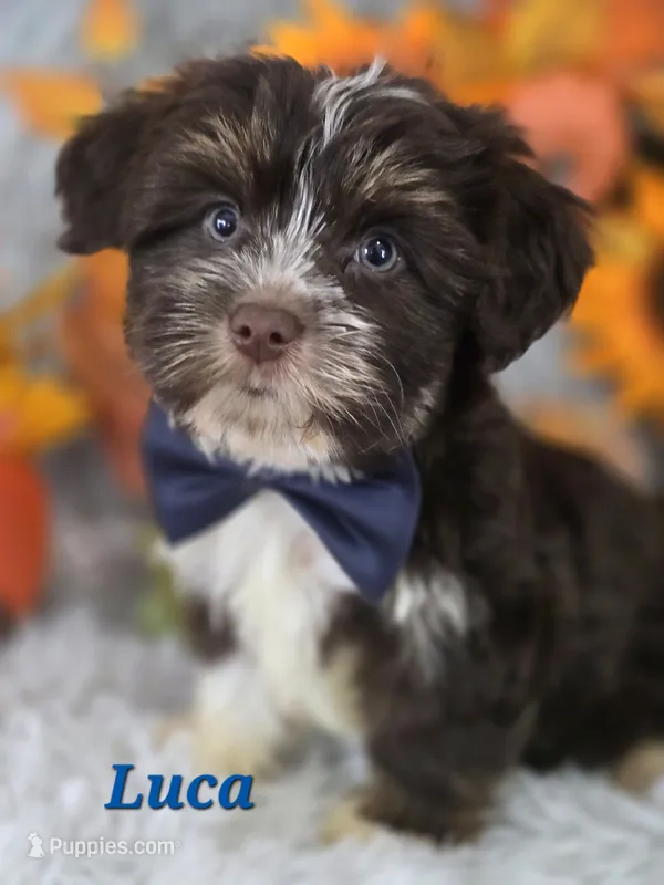Luca – Yorkshire Terrier puppy for sale in Goldsboro, NC
