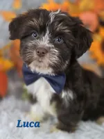Luca, a male Yorkshire Terrier for sale in Goldsboro, NC – 1 of 4