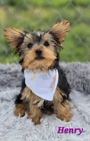 Henry, a male Yorkshire Terrier for sale in Goldsboro, NC – 3 of 4