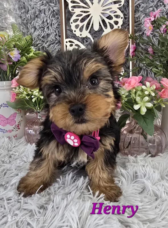 Henry – Yorkshire Terrier puppy for sale in Goldsboro, NC