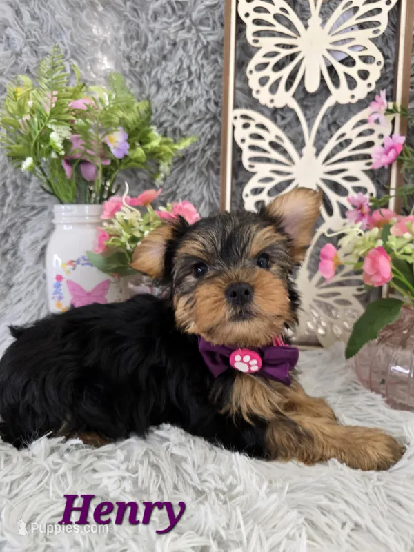 Henry – Yorkshire Terrier puppy for sale in Goldsboro, NC