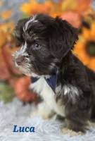 Luca, a male Yorkshire Terrier for sale in Goldsboro, NC – 2 of 4