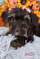 Belle, a female Yorkshire Terrier for sale in Goldsboro, NC – 4 of 4