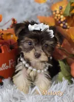 Melody, a female Yorkshire Terrier for sale in Goldsboro, NC – 2 of 4