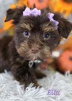 Ella, a female Yorkshire Terrier for sale in Goldsboro, NC – 2 of 3