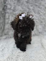 Sophie, a female Poodle - Toy  for sale in Goldsboro, NC – 3 of 3