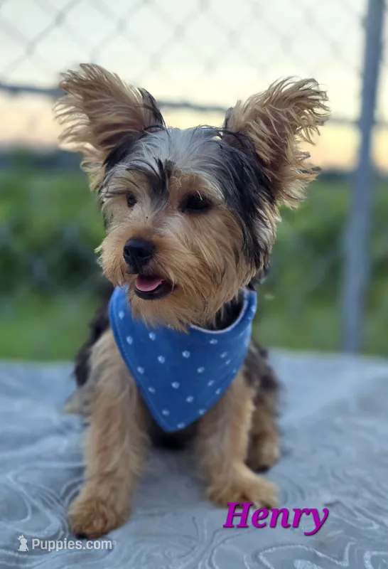 Henry – Yorkshire Terrier puppy for sale in Goldsboro, NC