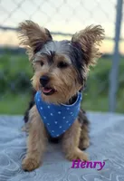 Henry, a male Yorkshire Terrier for sale in Goldsboro, NC – 3 of 3
