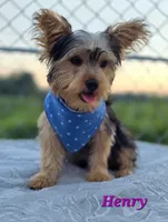 Henry, a male Yorkshire Terrier for sale in Goldsboro, NC – 2 of 3