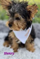 Henry, a male Yorkshire Terrier for sale in Goldsboro, NC – 2 of 4