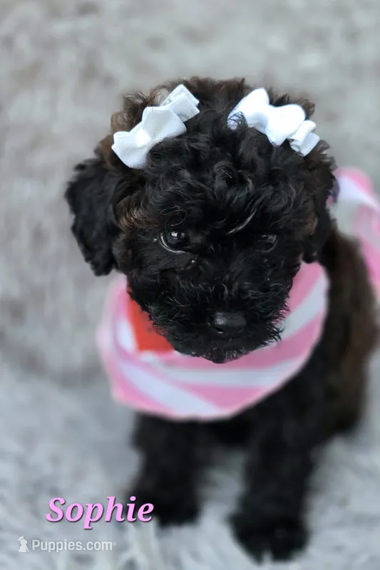 Sophie – Poodle - Toy  puppy for sale in Goldsboro, NC