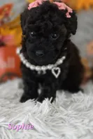 Sophie, a female Poodle - Toy  for sale in Goldsboro, NC – 2 of 3