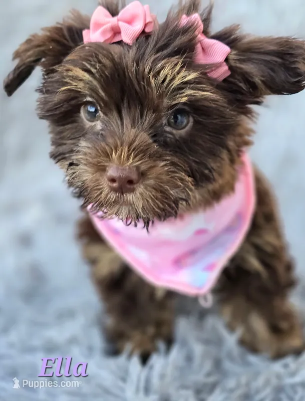 Ella – Yorkshire Terrier puppy for sale in Goldsboro, NC