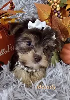 Melody, a female Yorkshire Terrier for sale in Goldsboro, NC – 4 of 4