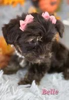 Belle, a female Yorkshire Terrier for sale in Goldsboro, NC – 2 of 4