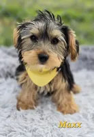 Maxx, a male Yorkshire Terrier for sale in Goldsboro, NC – 3 of 3