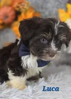 Luca, a male Yorkshire Terrier for sale in Goldsboro, NC – 3 of 4