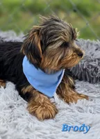 Brody, a male Yorkshire Terrier for sale in Goldsboro, NC – 2 of 3